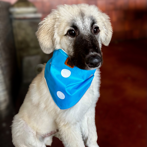 Spot the Dog Reflective Tie-On Bandana - Neon Blue