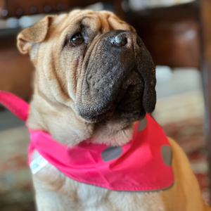 Spot the Dog Reflective Tie-On Bandana - Neon Pink