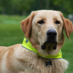 Spot the Dog Reflective Collar - Neon Yellow