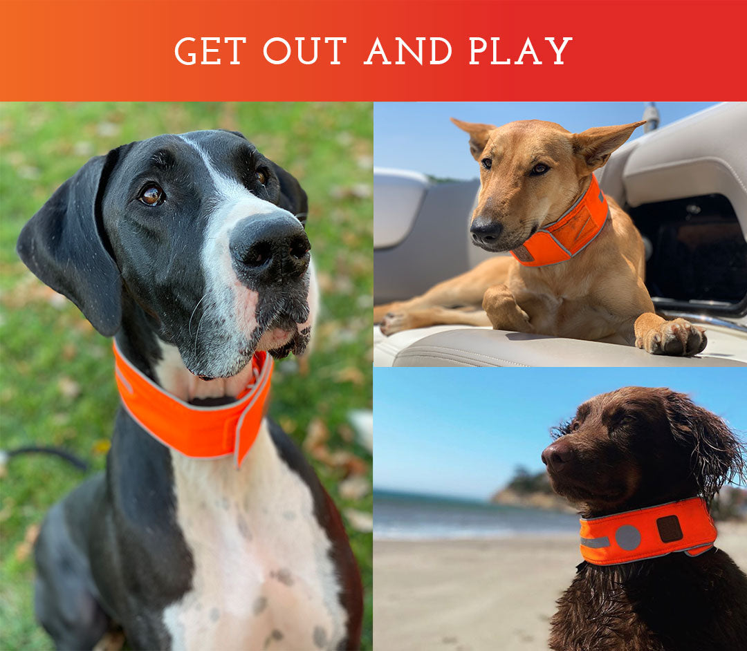 Spot the Dog Reflective Collar - Orange